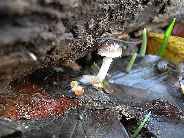 le  Specie  invernali  del  Leimental